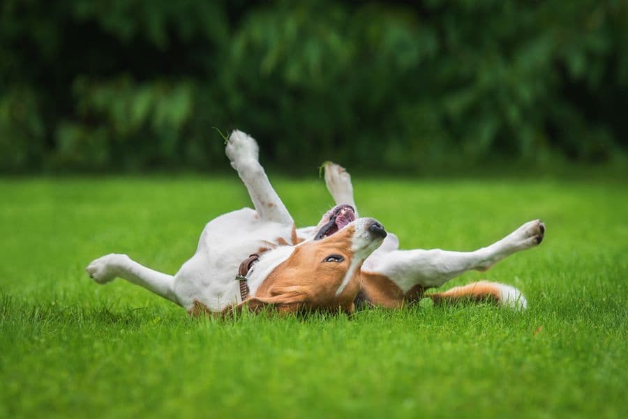 Why Is My Dog Scratching?