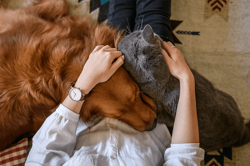 When to Use "Biotics" for Dogs or Cats?