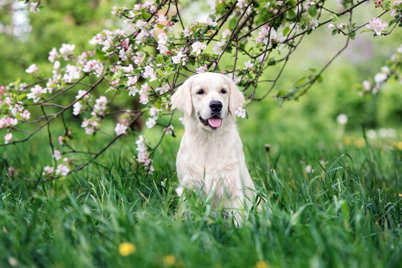 Confort digestif : les clés pour apaiser le transit de votre chien ou chat
