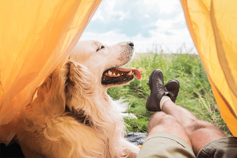 Départ en vacances : que mettre dans sa trousse de secours pour son animal ?