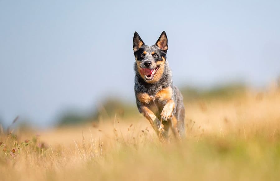 How How can I monitor the progress of my dog’s osteoarthritis ?