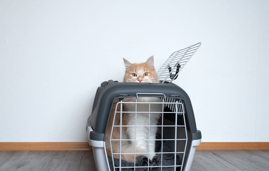 How to Transport My Cat?