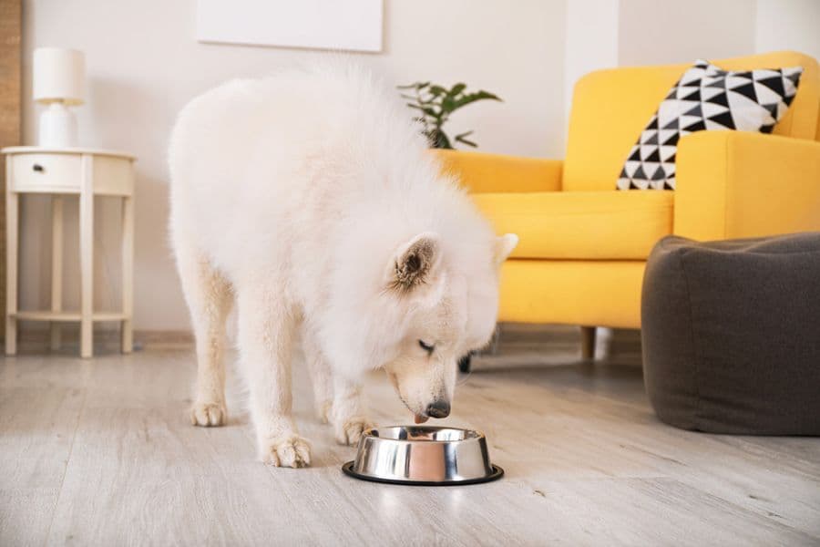 Food Allergy vs. Environmental Allergy: Understanding the Differences for Your Pet’s Dermatological Health