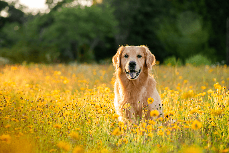 Mue et barrière cutanée : accompagner les changements du pelage au printemps
