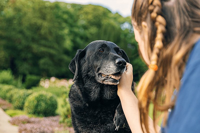 Mon chien vieillit : comment l’accompagner au mieux ?
