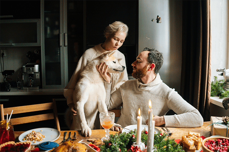 Mission Détox : pourquoi et comment aider l’organisme de votre animal après les fêtes ?