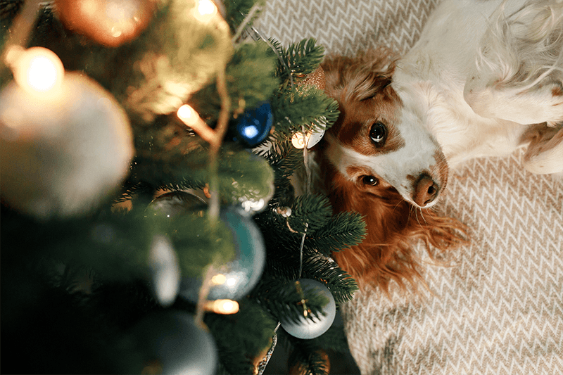 Inclure son animal dans la magie des fêtes de fin d’année sans stress