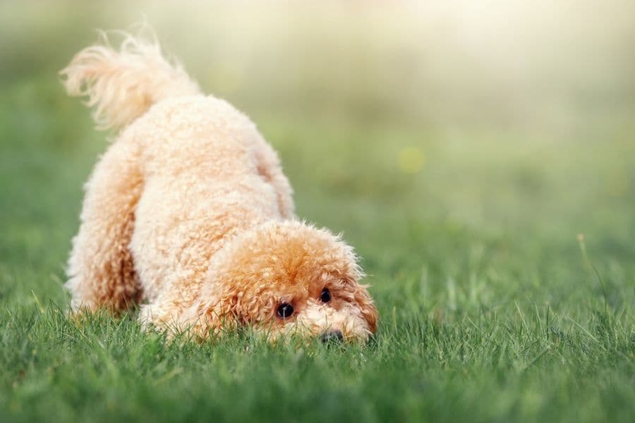 Le cycle du poil chez les chiens et les chats