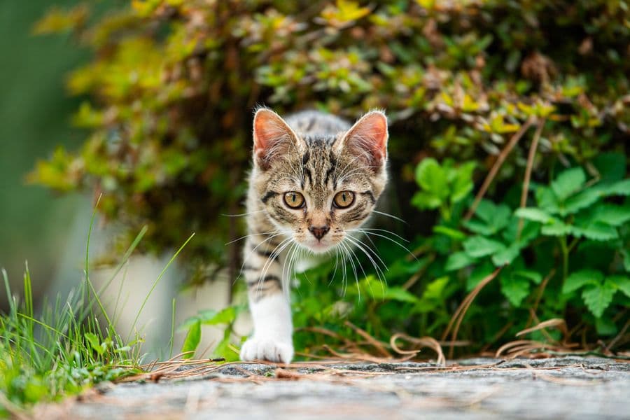 The Incredible Story of Dog and Cat Domestication