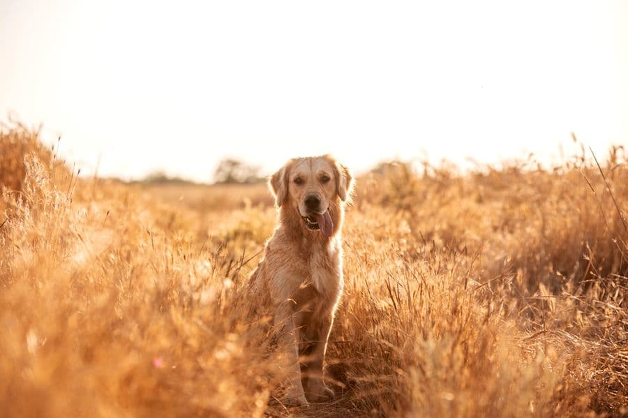 Le chien dans l’Antiquité