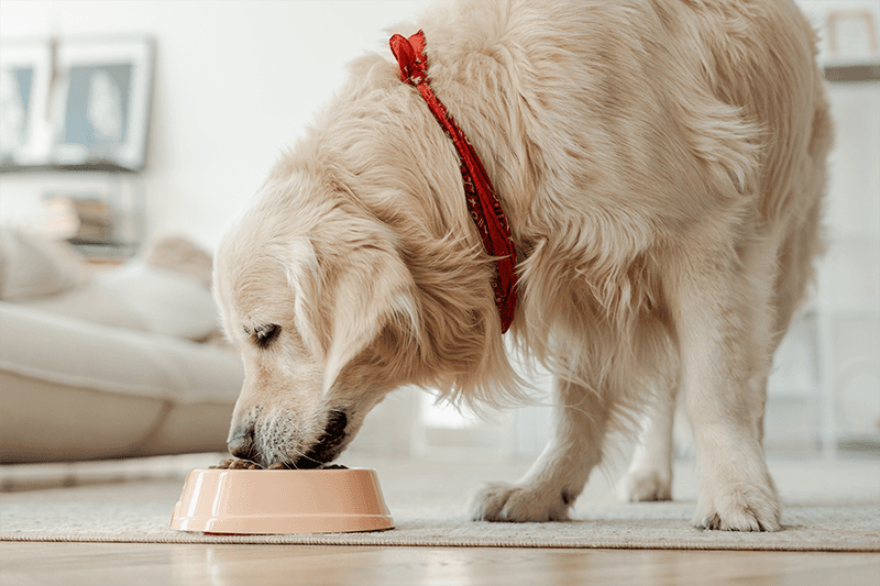 Managing Mobility Issues in Dogs and Cats: The Role of Nutrition