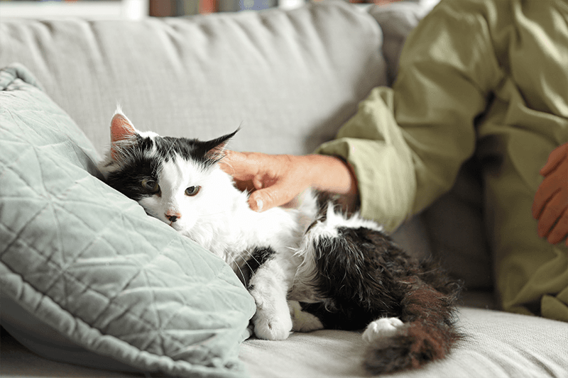 Mon chat vieillit : comment rester attentif à son bien-être ?