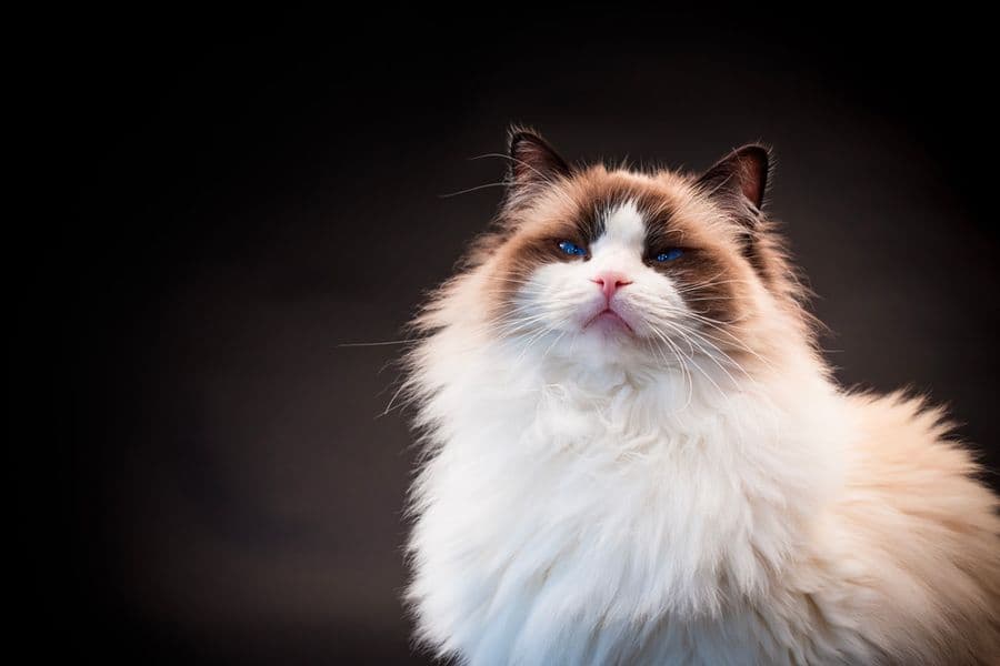 Le Ragdoll : douceur et élégance incarnées au cœur de nos foyers