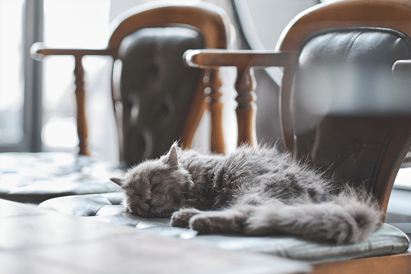 Mon chat vieillit : quels sont les signes ?