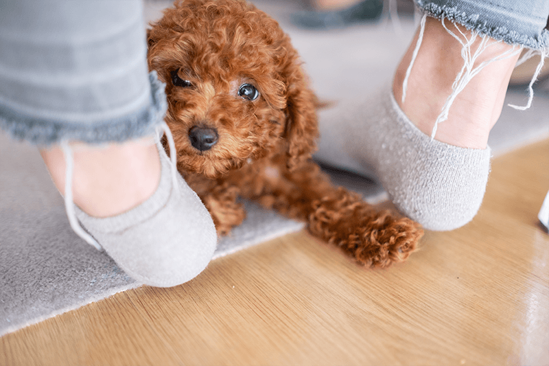 Fireworks: How to Help Your Dog Stay Calm When the Sky Goes Boom