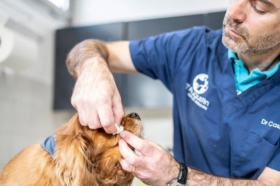 Comment nettoyer les yeux de mon chien ?