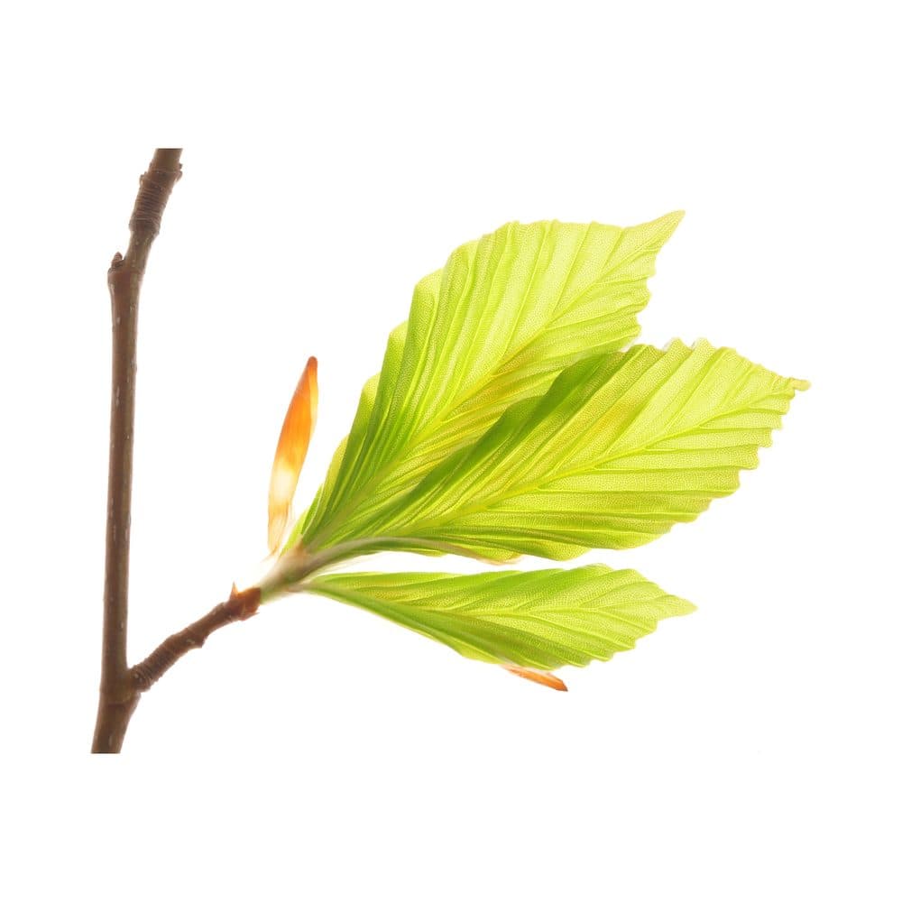 Biologische beukenknopextract