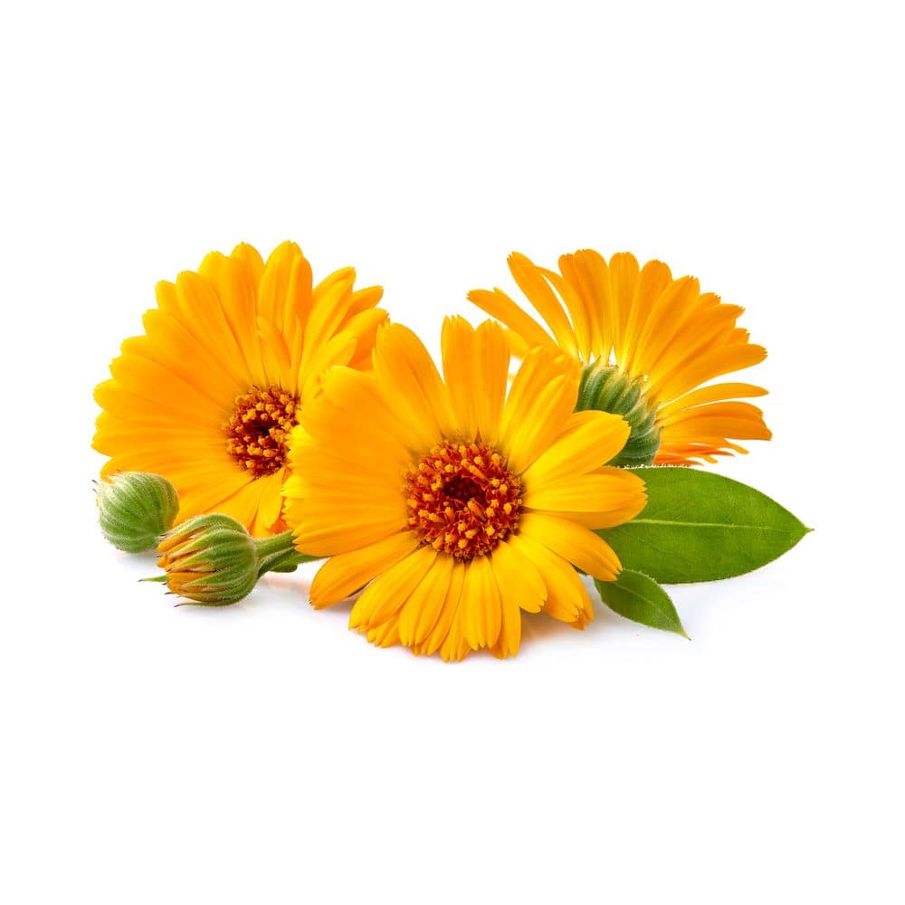 Goudsbloem