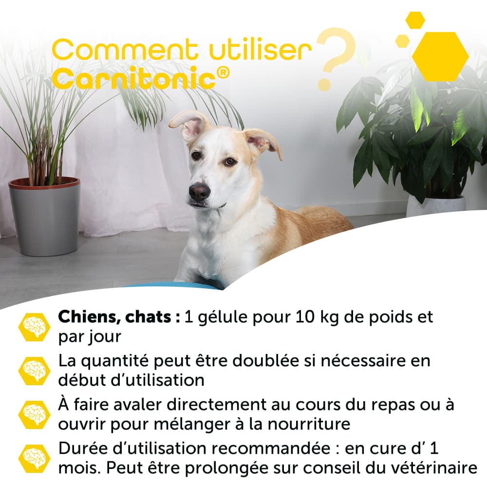 Carnitonic®