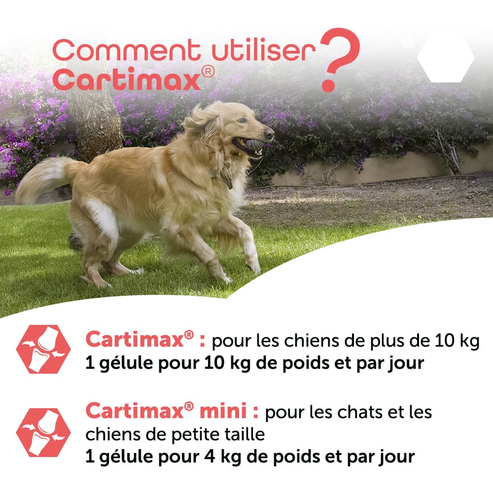 Cartimax®
