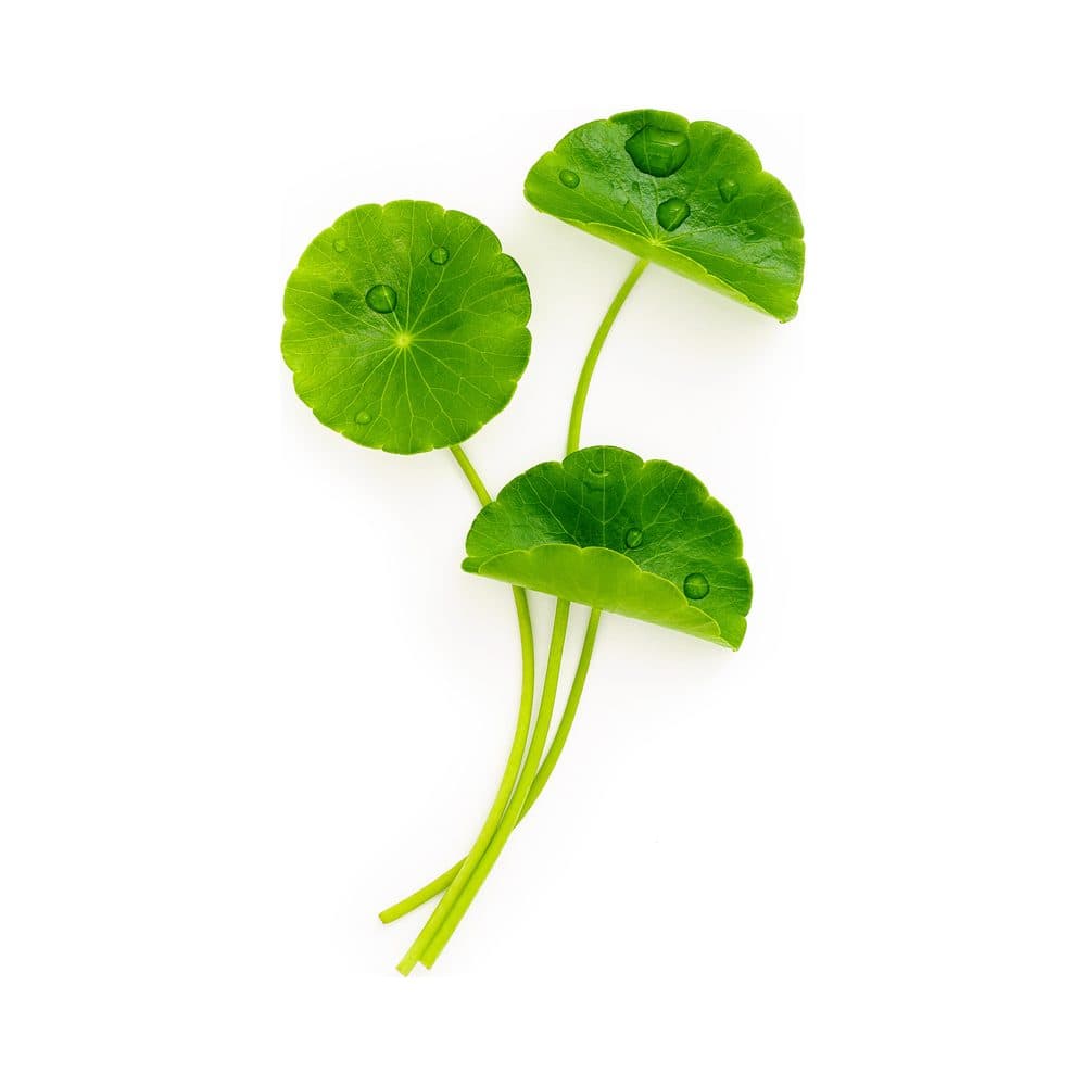 Centella Asiatica