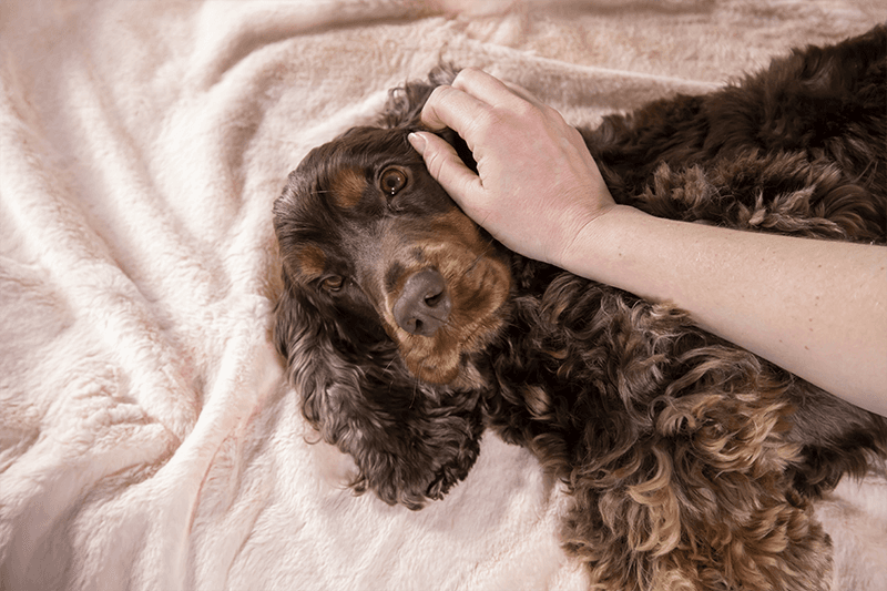 How to Use a Topical Treatment – Instructions & Practical Tips
