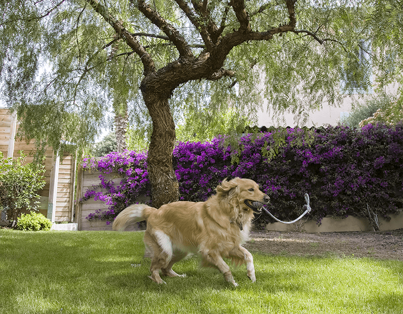 Les dysplasies du coude et de la hanche chez le chien