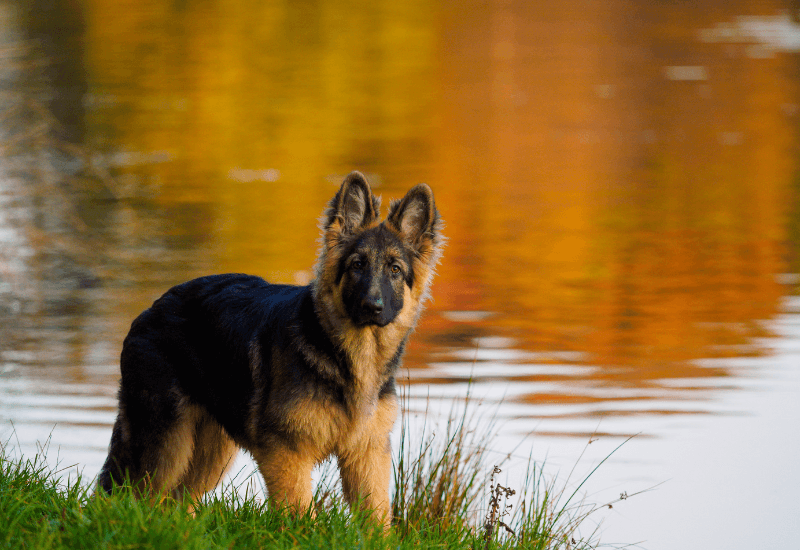 Santé ostéo-articulaire chez le chiot : attention aux prédispositions