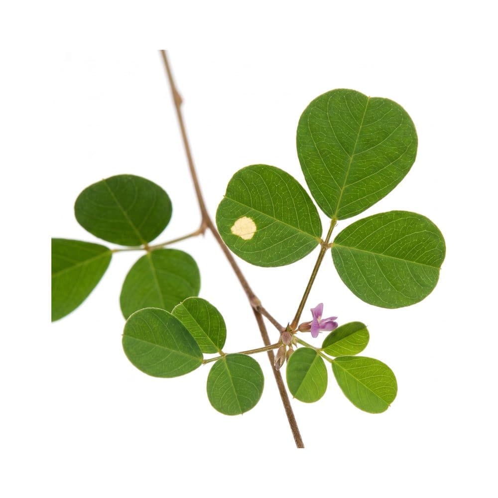 Desmodium adscendens