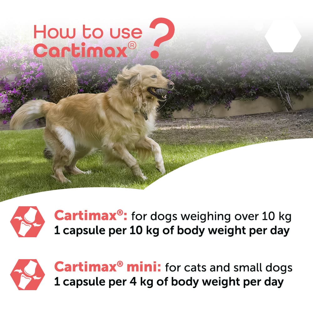 Cartimax®