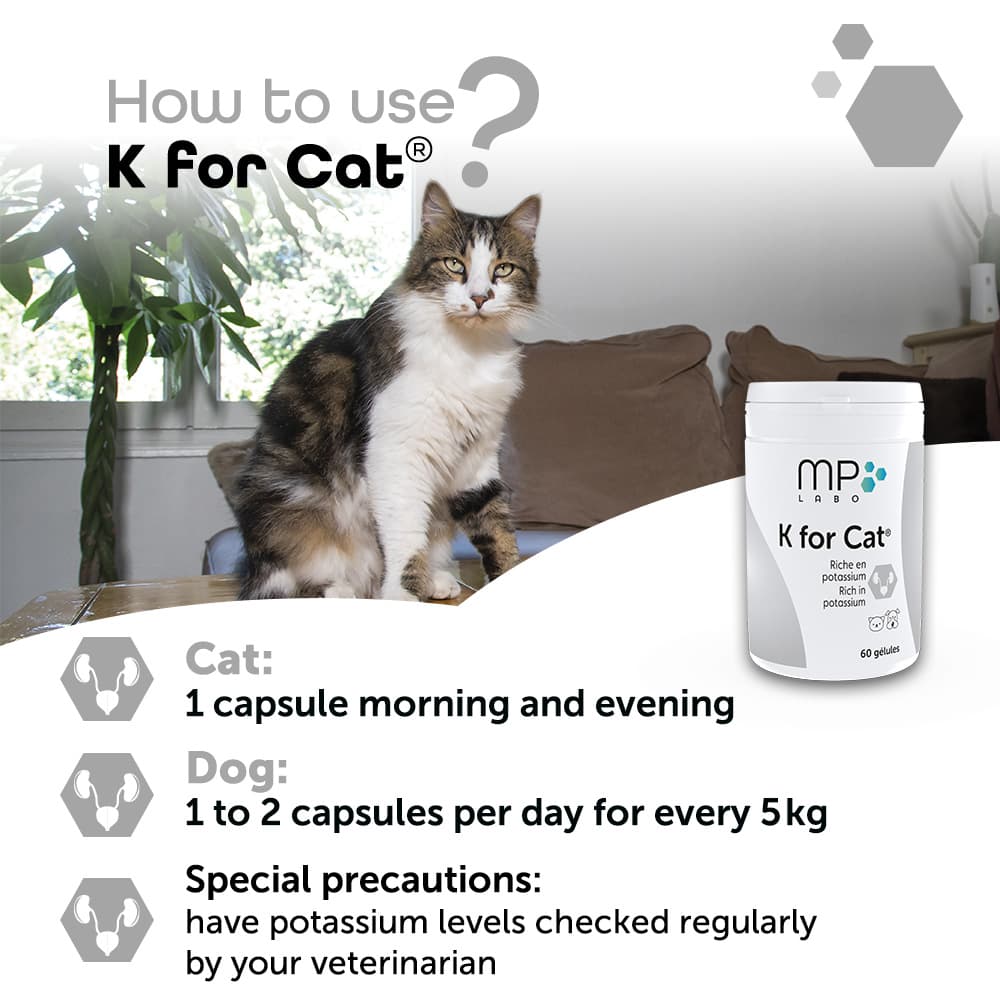 K for Cat®