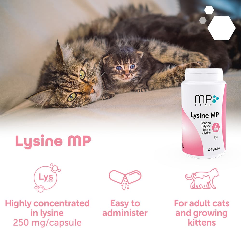 Lysine® MP