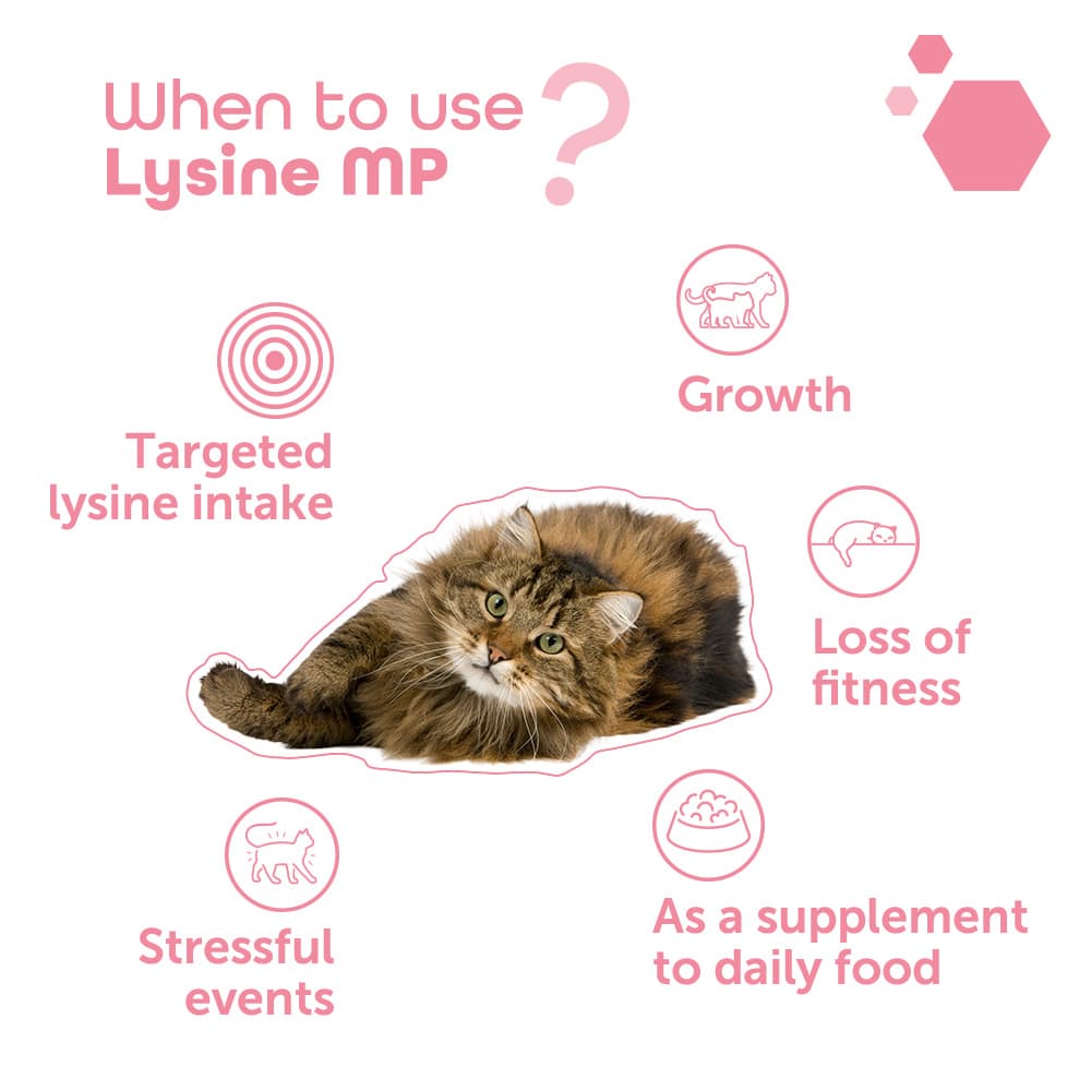 Lysine® MP
