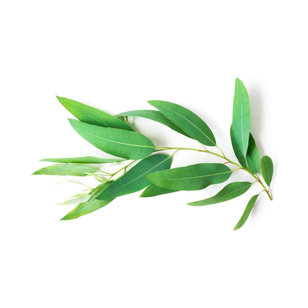 Etherische eucalyptusolie