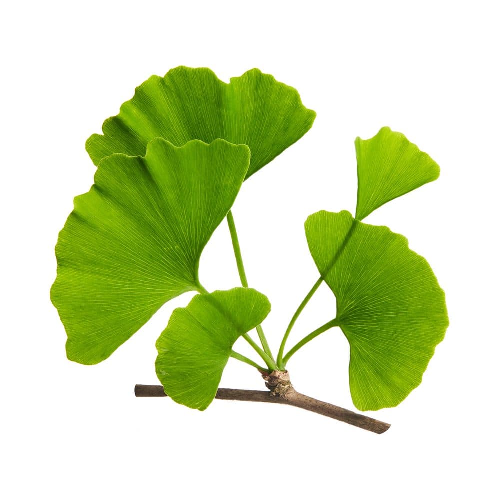 Ginkgo biloba