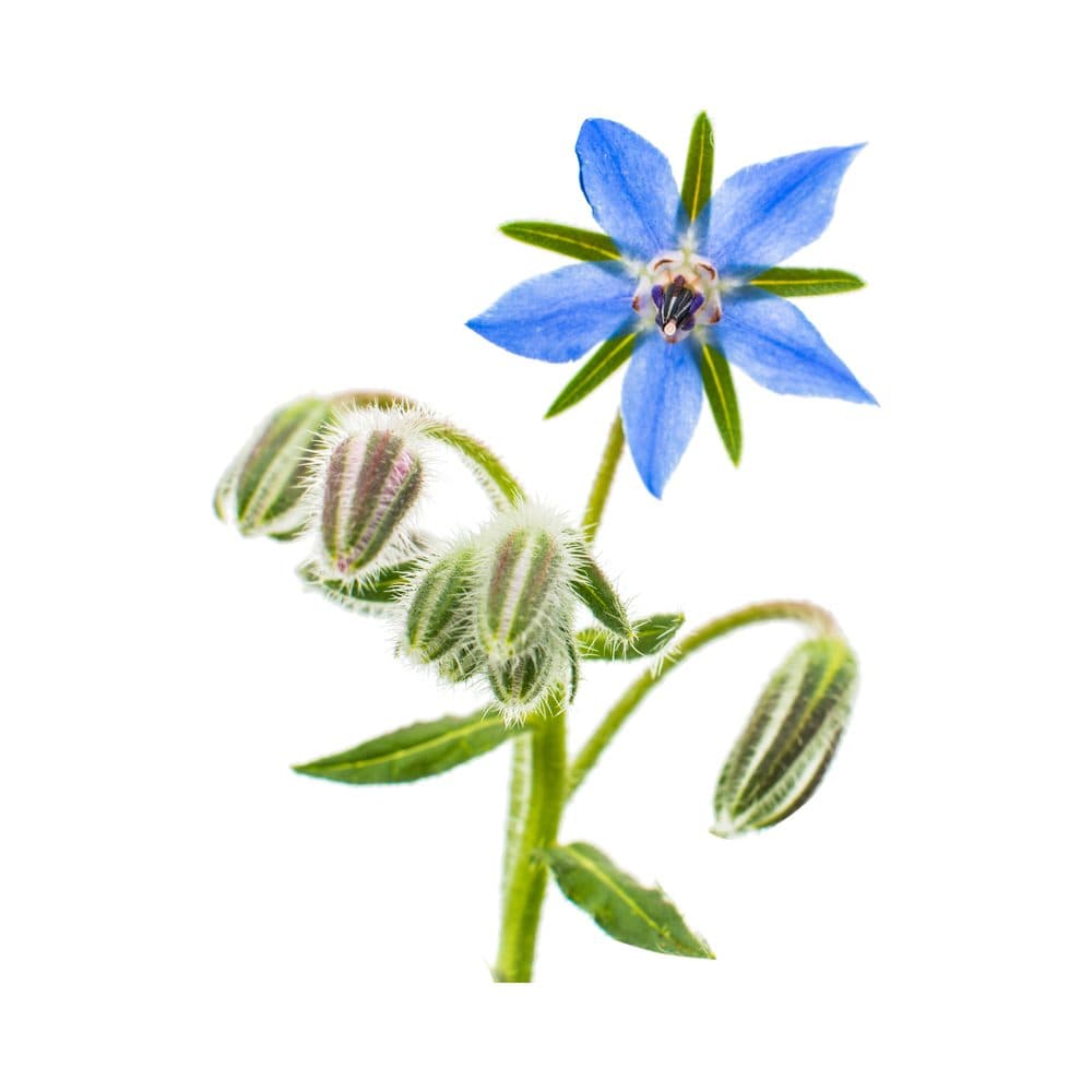 Bernagieolie