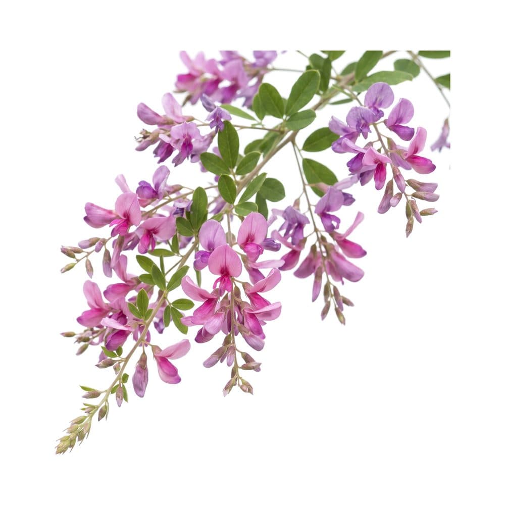 Lespedeza