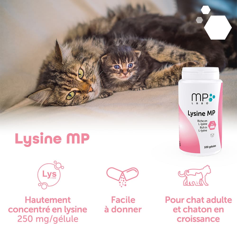 Lysine® MP