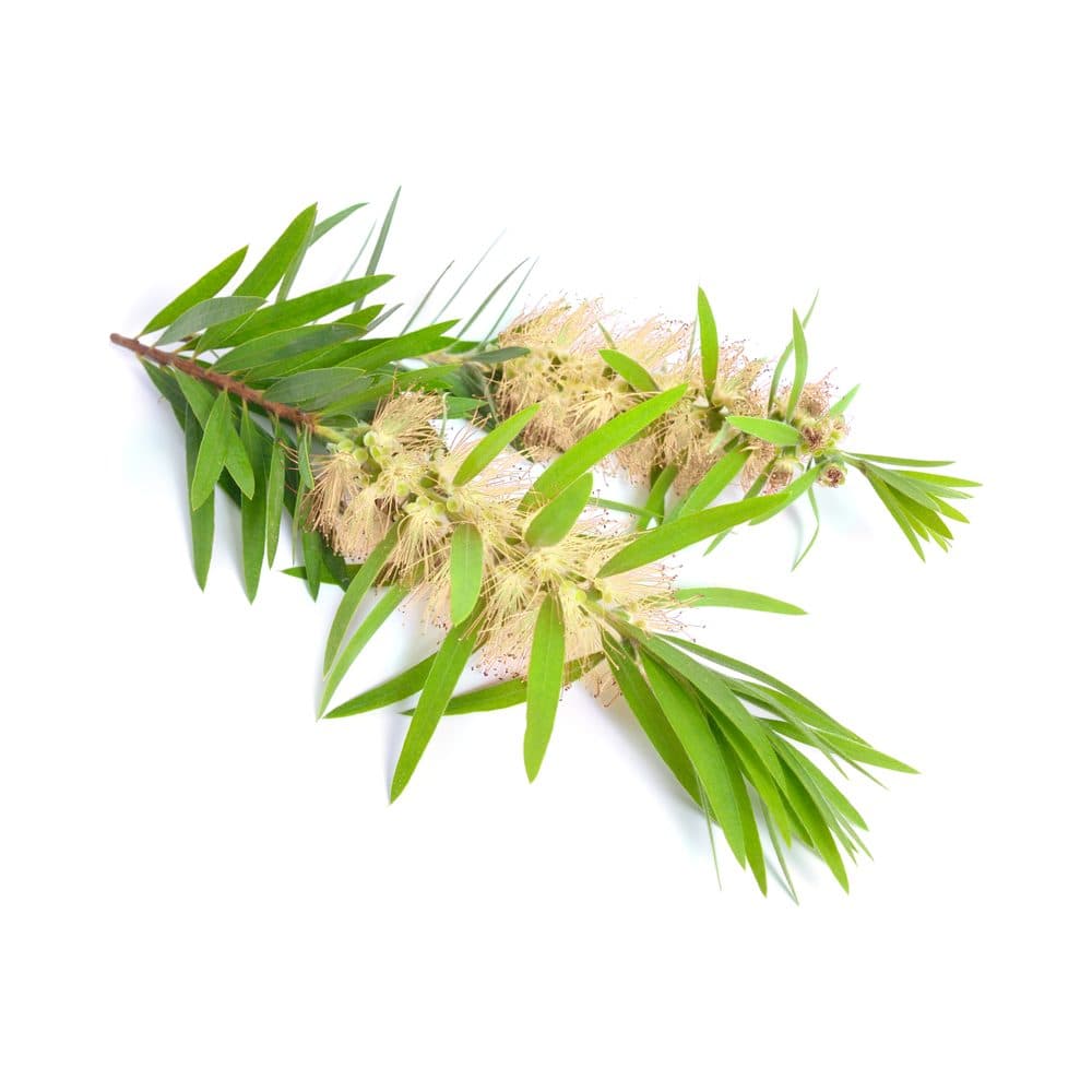 Etherische theeboomolie (melaleuca)