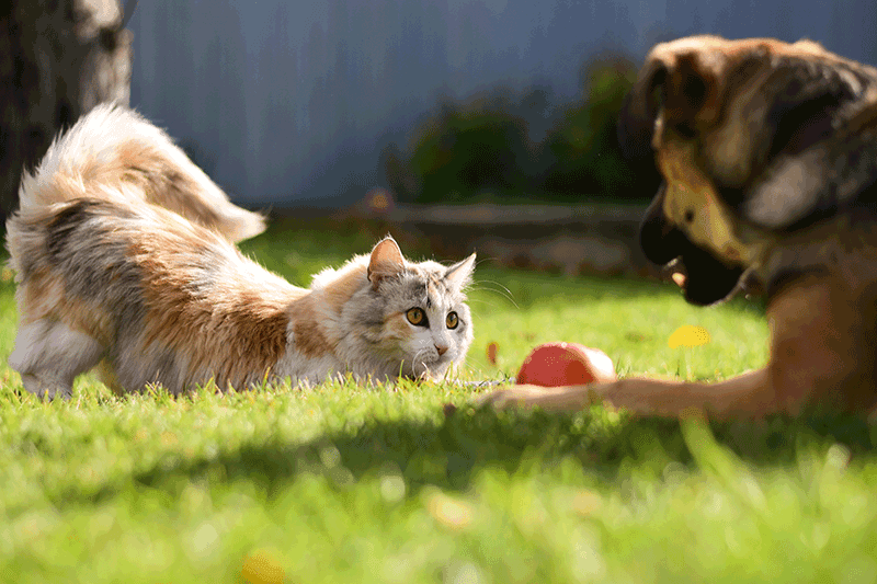 Gelenke von Hund und Katze: Warum der Herbst der richtige Zeitpunkt zum Handeln ist