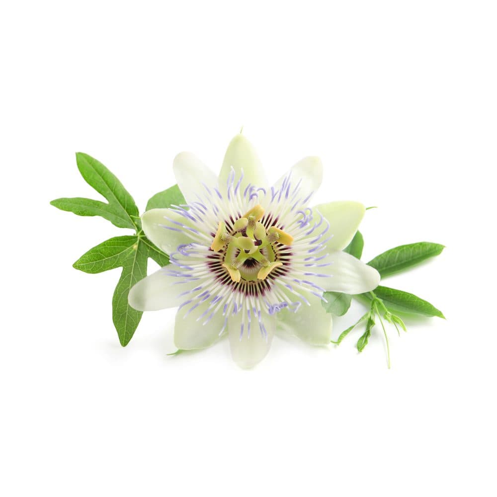 Passiebloem
