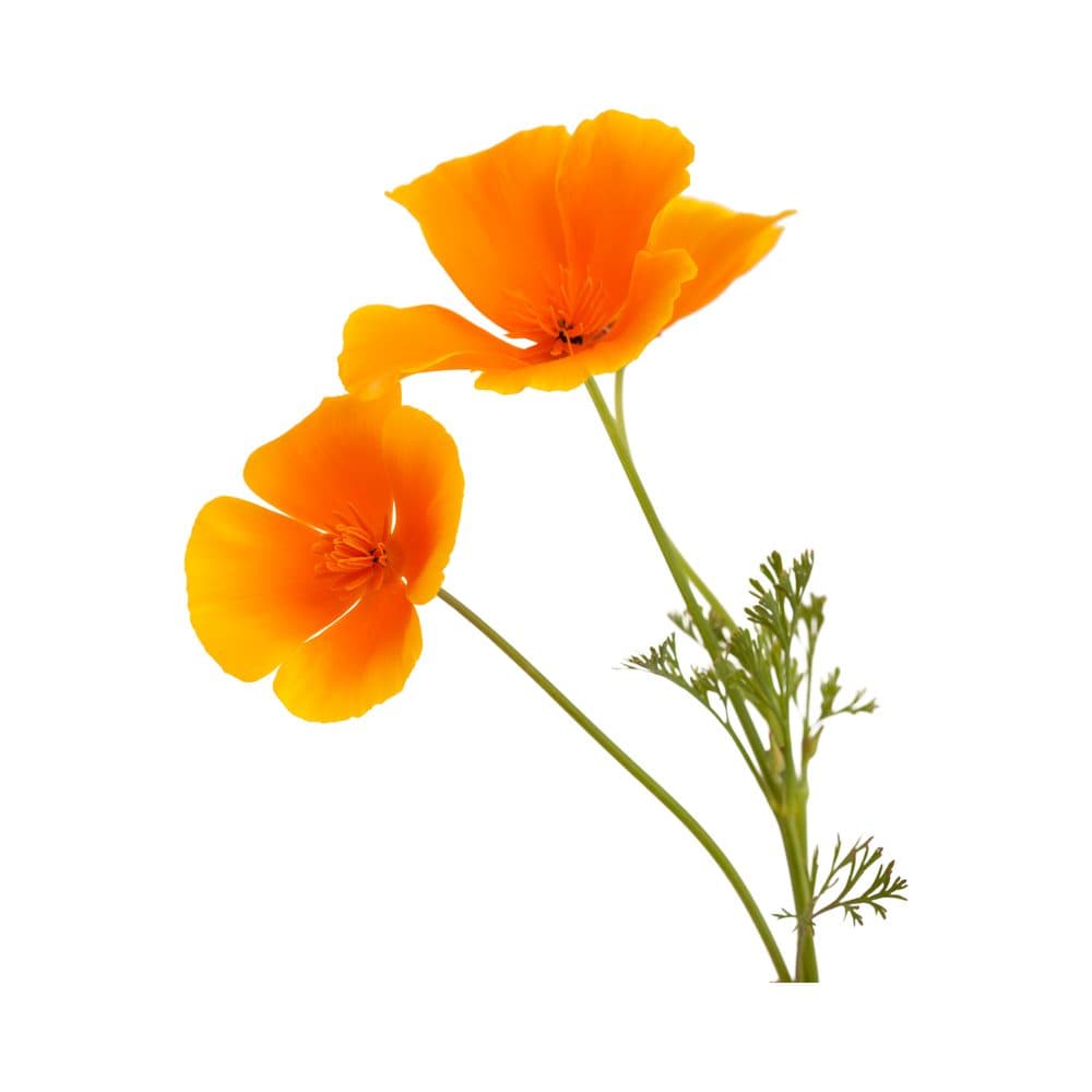 Californische slaapbol