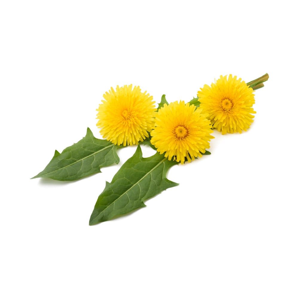 Paardenbloem