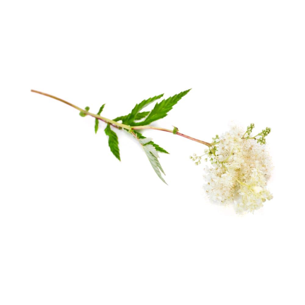 Moerasspirea