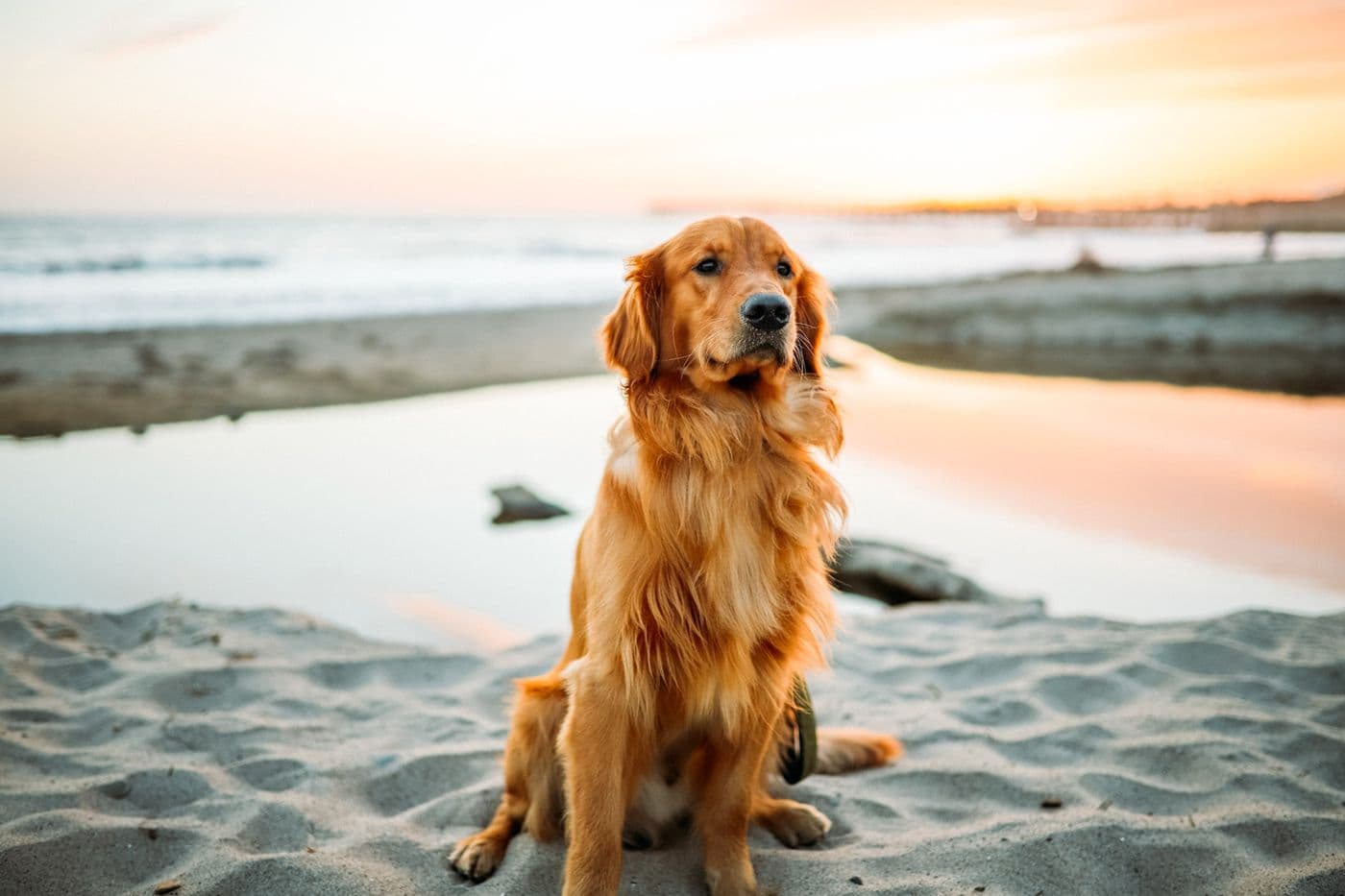 L’alimentation du chien sportif