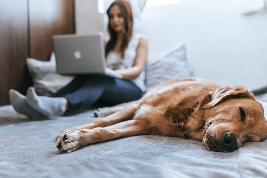 How to Adjust Your Aging Pet’s Diet?