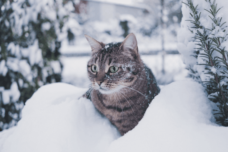 Is My Pet Sensitive to the Cold?