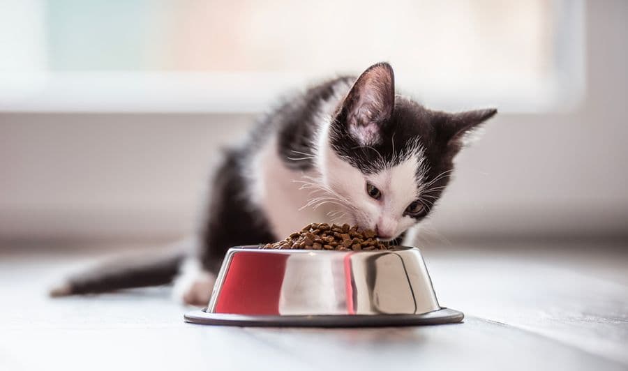 L’alimentation du chiot et du chaton
