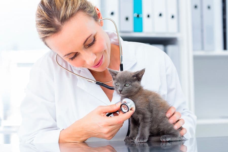 Neutering Your Dog or Cat: What You Need to Know