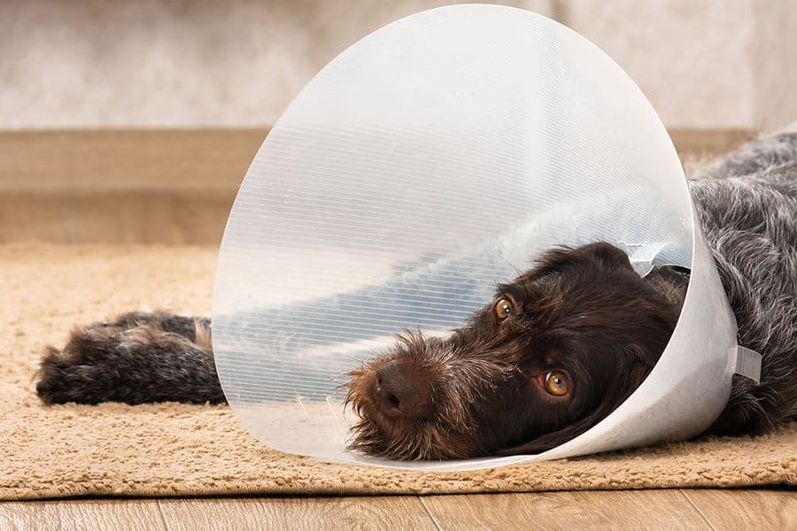 Mon chien s’est blessé